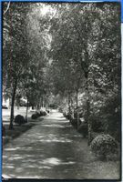Osterode (Ostpr.), Kreis Osterode Osterode (Ostpr.), Birkenallee im Park 
