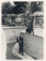 Königsberg (Pr.), Stadtkreis Königsberg Hufenallee Königsberg (Pr.), Tiergarten, Kragenbären II Königsberg, Tiergarten