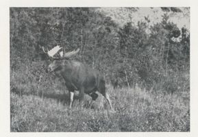  Kurische Nehrung, Elch Elk  der Schaufler vom Meer, XIV 