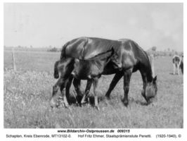 Schapten, Kreis Ebenrode 