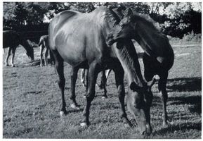 Groß Trakehnen, Kreis Ebenrode 