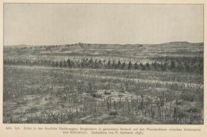  Kurische Nehrung, Erlen in den feuchten Niederungen, Bergkiefern in gedecktem Besteck auf den Wanderdünen zw. Süderspitze u. Schwarzort Kurische Nehrung, Dünen