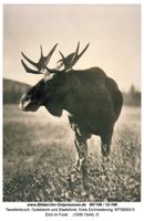 Tawellenbruch, Gutsbezirk und Staatsforst, Kreis Elchniederung 