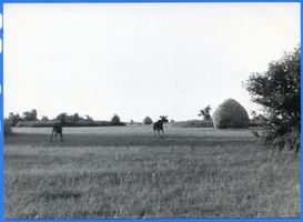 Karkeln, Kreis Elchniederung Karkeln, Elche 