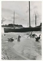  Kurische Nehrung,  Fischerkähne am Haffstrand III Куршская коса, рыбацкие лодки на берегу залива, III