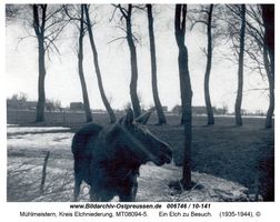 Mühlmeistern, Kreis Elchniederung 
