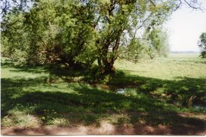 Güldengrund, Kreis Tilsit-Ragnit Güldengrund (Griwino), Wiese von Bauer Bensing 