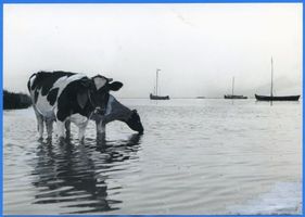 Sarkau, Kreis Samland Sarkau, Kühe im Wasser II 