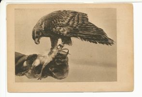 Rossitten Kr. Samland, Kreis Samland Rossitten Kr. Samland, Vogelwarte, Der Beizhabicht Blitz auf der Faust atzend 