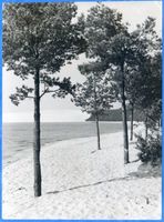  Kurische Nehrung, Wanderdüne und bepflanzte Düne südlich von Nidden Куршская коса, бродячая дюна и засаженная дюна к югу от Ниддена