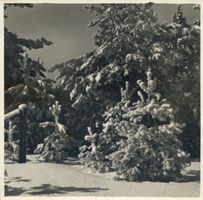 Gehsen, Kreis Johannisburg Gehsen, Winterwald bei Gehsen an der Grenze 