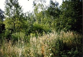 Götzlack, Kreis Bartenstein Götzlack (Крутой Яр), Verwildertes Parkgelände mit Standort des ehemaligen Gutshauses 