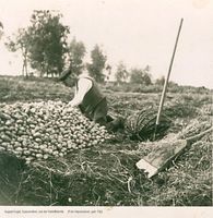Friedrichsrode (Ostpr.), Kreis Labiau Friedrichsrode, August Kogel bei der Kartoffelernte Friedrichsrode, Kr. Labiau, nichtverortete Bildmotive