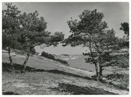 Rauschen Kr. Samland, Kreis Samland Rauschen Kr. Samland, Steilküste bei Rauschen VI Раушен, уезд Самбия, обрывистый берег у Раушена, VI