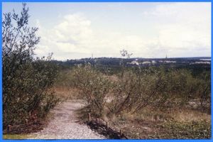 Nidden, Kreis Memel Nidden, Blick auf den Ort 
