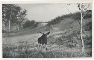  Kurische Nehrung Elch nach der Wanderung über die Tote Düne Куршская коса, лось после перехода через Мёртвую дюну