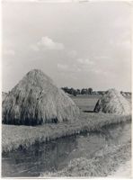 Gilge, Kreis Labiau Gilge, Haffwiesen und Moorlandschaft bei Gilge Гильге, заливные луга и болотистый ландшафт у Гильге