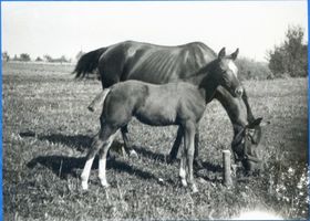  Ebenrode (Kreis), Stuten und Fohlen auf der Weide 
