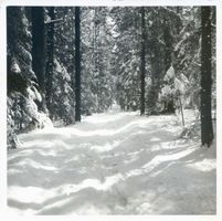  Rominter Heide, Winterbild, Waldweg 