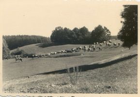 Großkarlshof, Kreis Neidenburg Wolka, Kuhherde auf der Weide 