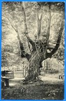 Hirschau, Kreis Samland Hirschau, Die große Linde II Хиршау, большая липа, II