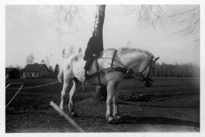 Gerhardsheim, Kreis Elchniederung 
