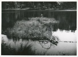  Masuren, Drenske See bei Osterode, schwimmende Insel II Masurische Seen