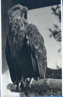 Rossitten Kr. Samland, Kreis Samland Rossitten Kr. Samland, Vogelwarte, Seeadler Pluto Rossitten Kr. Samland, Vogelwarte
