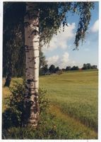 Kronau Kr. Lötzen, Kreis Lötzen Kronau Kr. Lötzen, Birke an der Straße vor Kronau 