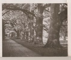  Ostpreußen, Parkanlage eines ostpreußischen Herrensitzes, Allee Восточная Пруссия, парк восточнопрусского господского имения, аллея