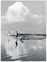  Frisches Haff, Hafflandschaft Frische Nehrung - Frisches Haff