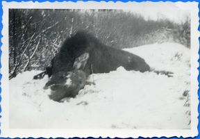 Lablacken Kr. Labiau, Kreis Labiau Lablacken Kr. Labiau, Tote Elchkuh im Wald bei Lablacken 