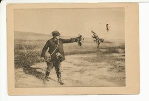 Rossitten Kr. Samland, Kreis Samland Rossitten Kr. Samland, Vogelwarte, Blitz kehrt auf die Faust zurück. Er reitet bei. 