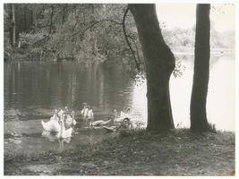  Kruttinner See, Kr. Sensburg, Wilde Höckerschwäne auf dem See Masurische Seen