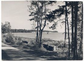  Kurische Nehrung, Nehrungsstraße Куршская коса, дорога вдоль косы