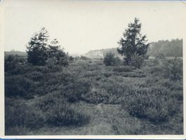  Königsberg, (Kreis) Kaporner Heide IV 