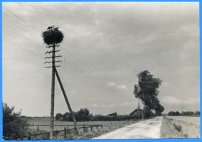 Labiau, Kreis Labiau Labiau, Storchenturm auf einem Telegraphenmast 