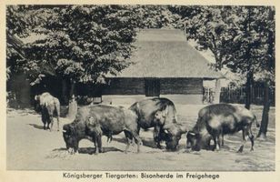 Königsberg (Pr.), Stadtkreis Königsberg Königsberg (Pr.), Tiergarten, Bisonherde im Freigehege Königsberg, Tiergarten