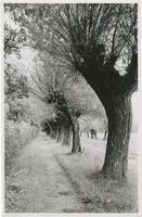  Kreis Ebenrode, Weiden auf dem Damm des Pissa-Kanals р-н Эбенроде, пастбища на дамбе канала Писса