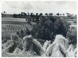 Masuren, Kreis Treuburg Masuren, Masurische Landschaft, Ernte 