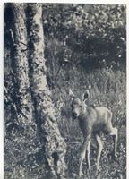 Kurische Nehrung, Elchkälbchen trollt durch den Wald Куршская коса, лосенок бродит по лесу