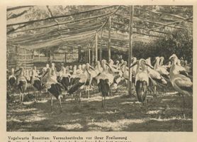 Rossitten Kr. Samland, Kreis Samland Rossitten Kr. Samland, Vogelwarte, Versuchsstörche vor ihrer Freilassung Rossitten Kr. Samland, Vogelwarte