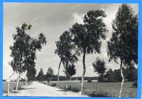 Heydekrug Kr. Heydekrug, Kreis Heydekrug Heydekrug Kr. Heydekrug, Birkenchaussee bei Heydekrug Хайдекруг, уезд Хайдекруг, берёзовое шоссе у Хайдекруга