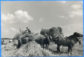 Sorgenau, Kreis Samland Sorgenau, Getreideernte II Зоргенау, уборка зерновых, II