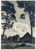 Nidden, Kreis Memel Nidden, Nehrungskiefern II 