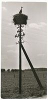  Kreis Labiau, Storchennest auf einem Telegraphenmast am Gr. Friedrichsgraben Der Große Friedrichsgraben