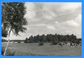 Heydekrug Kr. Heydekrug, Weidelandschaft 