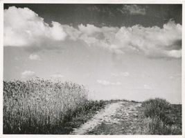  Masuren, Kornfeld II Мазурия, зерновое поле, II