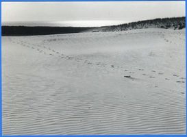 Pillkoppen, Kreis Samland Pillkoppen, Dünen Пилькоппен, дюны