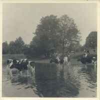 Bothau, Kreis Sensburg Bothau, Gehlandsee als Viehtränke für Kuhherde Ботау, озеро Гелландзее как водопой для стада коров